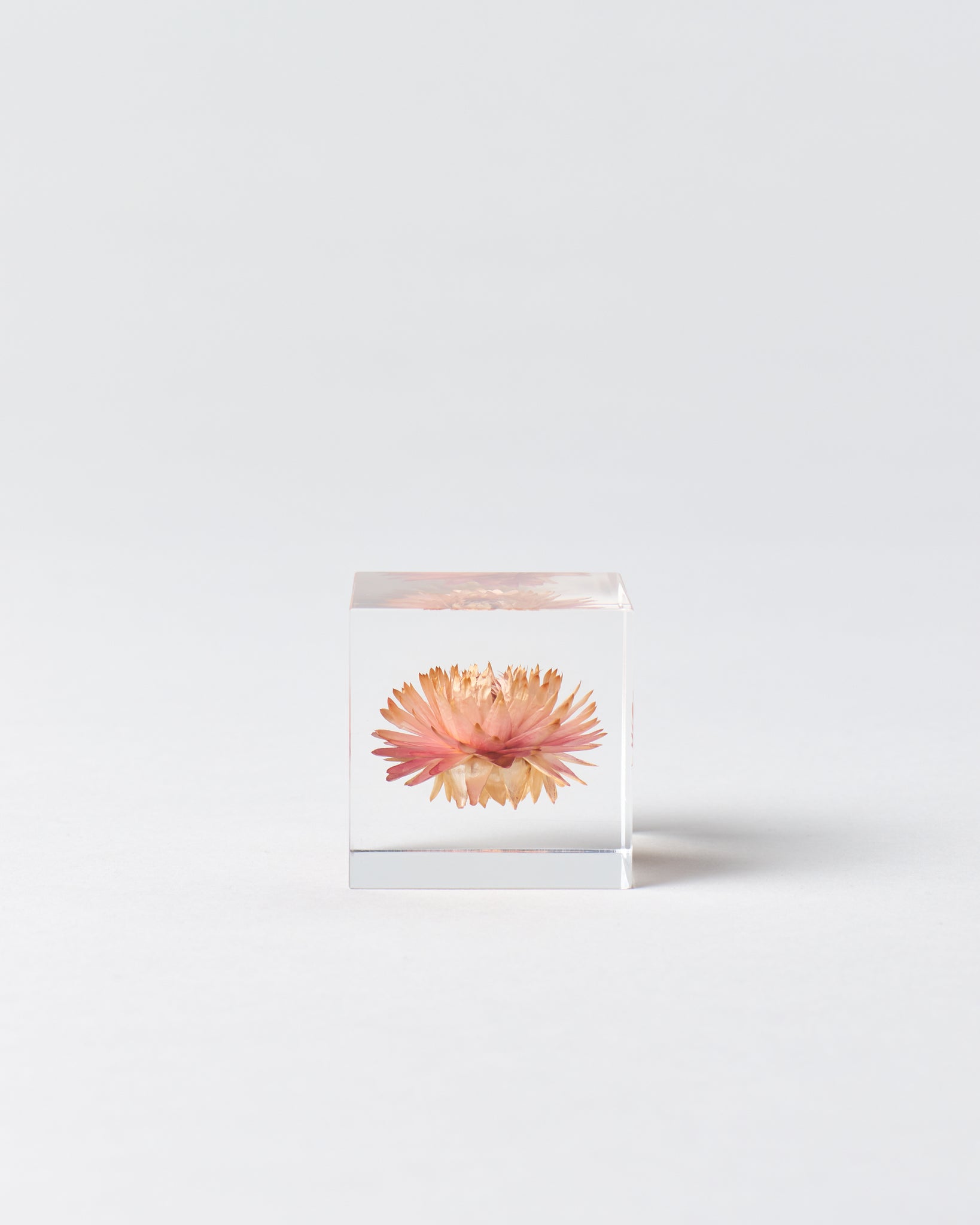 Strawflower Sola Cube