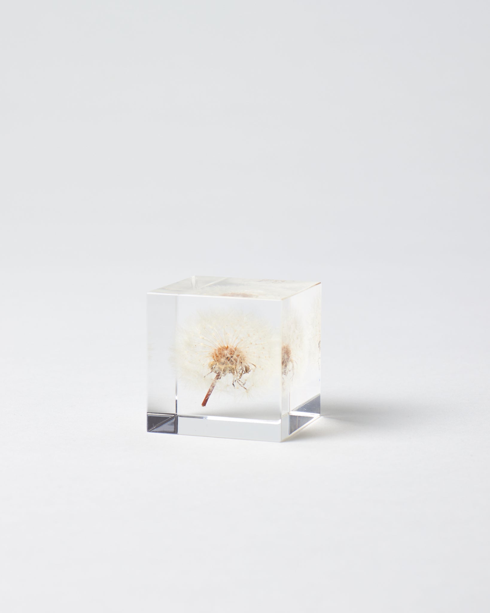 Small Dandelion Sola Cube